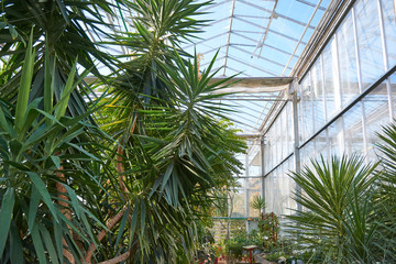 Fototapeta na wymiar Greenhouse with tropical, exotic plants in the botanical garden. Orangery in the arboretum.
