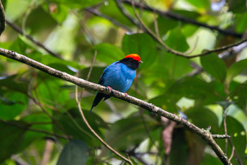 Swallow tailed Manakin photographed in Santa Maria de Jetiba, Espirito Santo. Southeast of Brazil. Atlantic Forest Biome. Recorded in 2016.