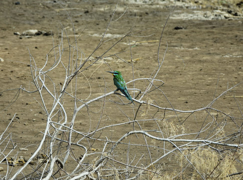 Blue-cheeked bee-eater (Merops persicus persicus) - Djudj, Senegal