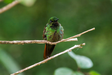 Brazilian Ruby photographed  in Santa Teresa, Espirito Santo. Southeast of Brazil. Atlantic Forest Biome. Picture made in 2016.