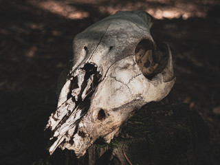 Animal Skull