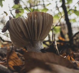 Mushroom © Tomek