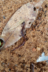 Lizard photographed in Santa Teresa, Espirito Santo. Southeast of Brazil. Atlantic Forest Biome. Picture made in 2016.