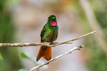 Brazilian Ruby photographed  in Santa Teresa, Espirito Santo. Southeast of Brazil. Atlantic Forest Biome. Picture made in 2016.