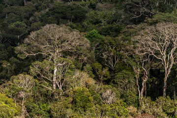 Forest Landscape photographed  in Santa Teresa, Espirito Santo. Southeast of Brazil. Atlantic Forest Biome. Picture made in 2016.