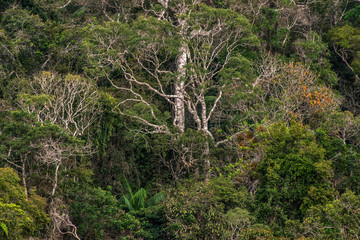 Forest Landscape photographed  in Santa Teresa, Espirito Santo. Southeast of Brazil. Atlantic Forest Biome. Picture made in 2016.