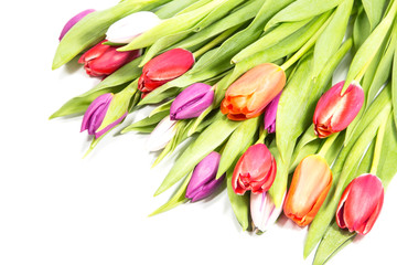 Tulips