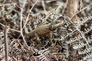 Amazon lava lizard photographed  in Santa Teresa, Espirito Santo. Southeast of Brazil. Atlantic Forest Biome. Picture made in 2016.