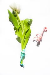 Tulips flower with a silicone gecko animal toy wrapped around over a white background