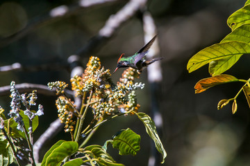 Frilled Coquette photographed  in Santa Teresa, Espirito Santo. Southeast of Brazil. Atlantic...