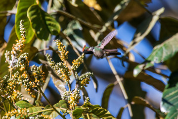 Frilled Coquette photographed  in Santa Teresa, Espirito Santo. Southeast of Brazil. Atlantic...