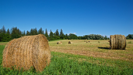 Bale of hay on farm field for animal feed