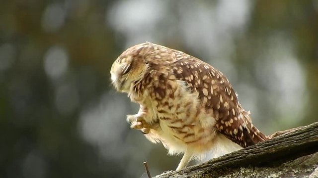 A burrowing owl on a roof