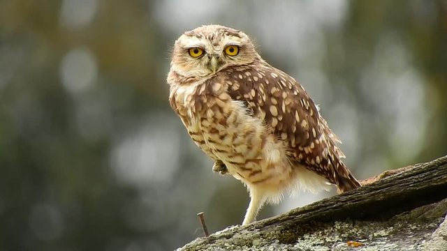 A burrowing owl on a roof