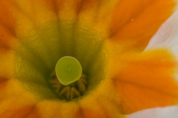 Dwukolorowe białe i żółte kwiaty pierwiosnka