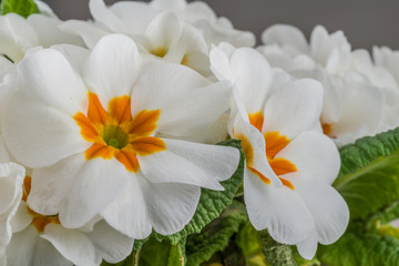 Fototapeta na wymiar Dwukolorowe białe i żółte kwiaty pierwiosnka
