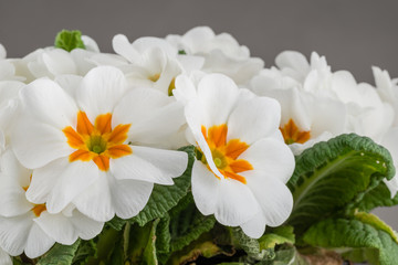 Dwukolorowe białe i żółte kwiaty pierwiosnka