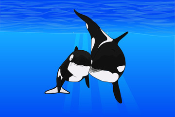 Dos orcas en el fondo del mar © Daniel Plana Trenchs