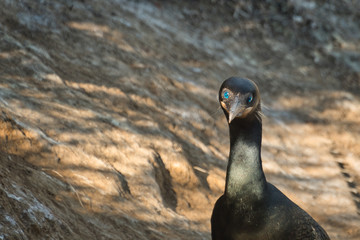  2020-02-17 A ISOLATED BRANDTS CORMORANT STARING WITH HIS PIERCING BLUE EYE IN LA JOLLA CLAIFORNIA