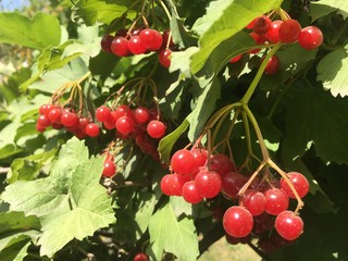 red berries on branch