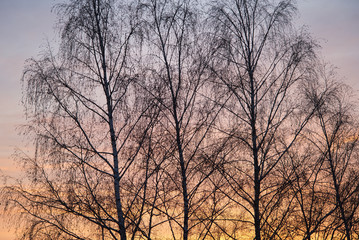 Winterlicher rosa oranger Sonnenaufgang auf dem Land mit blattlosen Bäumen