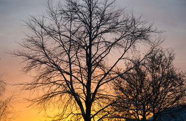 Winterlicher rosa oranger Sonnenaufgang auf dem Land mit blattlosen Bäumen