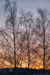 Obraz na płótnie Canvas Winterlicher rosa oranger Sonnenaufgang auf dem Land mit blattlosen Bäumen