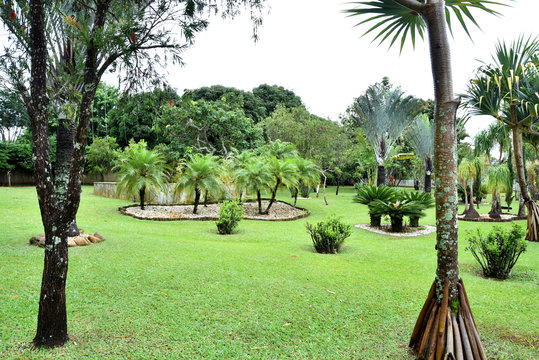 beautiful garden with coconut trees green grass