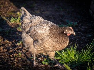 Poulette cendre. © joris17