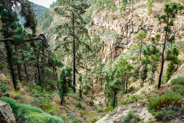 Stony path at upland surrounded by pine trees at sunny day. The slopes of a narrow deep gorge covered with centuries-old pines. Rocky road in dry mountain area with needle leaf woods. Tenerife