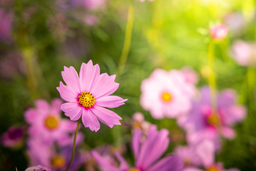 Obraz premium Beautiful Cosmos flowers in garden. Nature background.