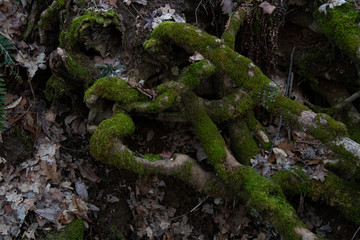 tangled tree roots with moss