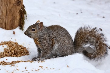 Obraz premium Tree squirrels.Many juvenile squirrels die in the first year of life. Adult squirrels can have a lifespan of 5 to 10 years in the wild. Some can survive 10 to 20 years in captivity