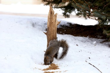 Tree squirrels.Many juvenile squirrels die in the first year of life. Adult squirrels can have a lifespan of 5 to 10 years in the wild. Some can survive 10 to 20 years in captivity