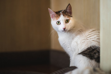 Obraz premium Domestic cat with white fur staring. Home cat. Predator.