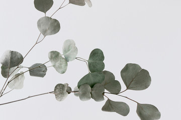 green eucalyptus branches in brown vase with white background  - 323817331