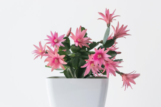 easter cactus plant with pink flower blossom
