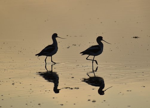 Two black-necked stilts (Himantopus mexicanus) silhouetted in the golden morning light.