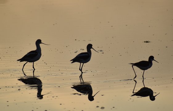 Three black-necked stilts (Himantopus mexicanus) silhouetted in the golden morning light.