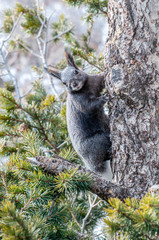 Albert's Squirrel Sciurus aberti in a Tree