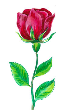 Red rose flower. Watercolor painting