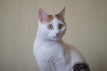 Domestic cat with white fur staring. Home cat. Predator.