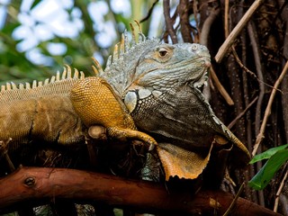 Bearded iguana