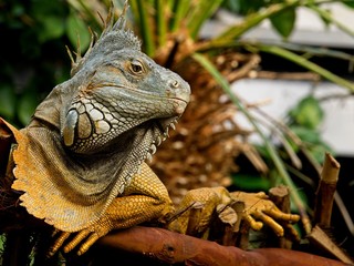 Bearded iguana