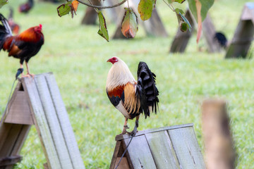 Fighting Roosters Tethered to the Enclosures at a Breeding Farm in Jalisco, Mexico