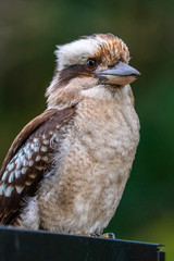 Close up of a Laughing Kookaburra on dark green background