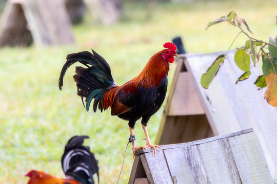 Fighting Roosters Tethered to the Enclosures at a Breeding Farm in Jalisco, Mexico