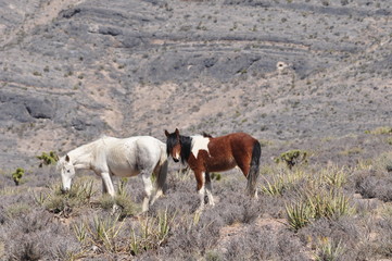 Naklejka premium Two Wild Horses