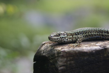 lézard