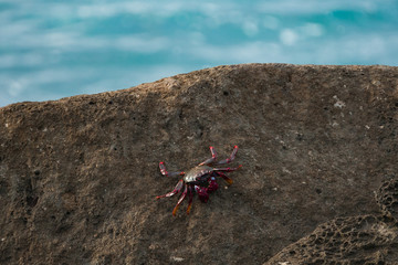 Red crab on the rocks